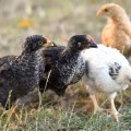 Exploring Flock Reviews: A Comprehensive Overview